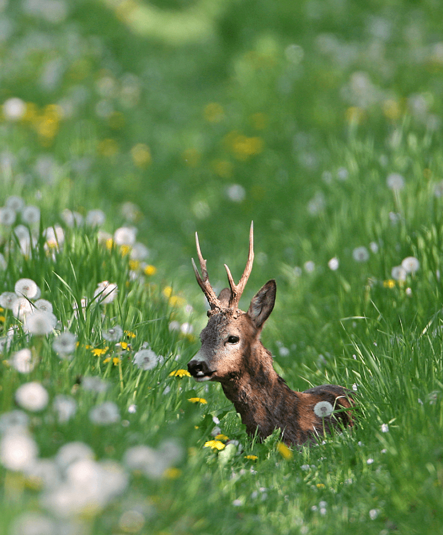 Visuel 02 - Image FNC