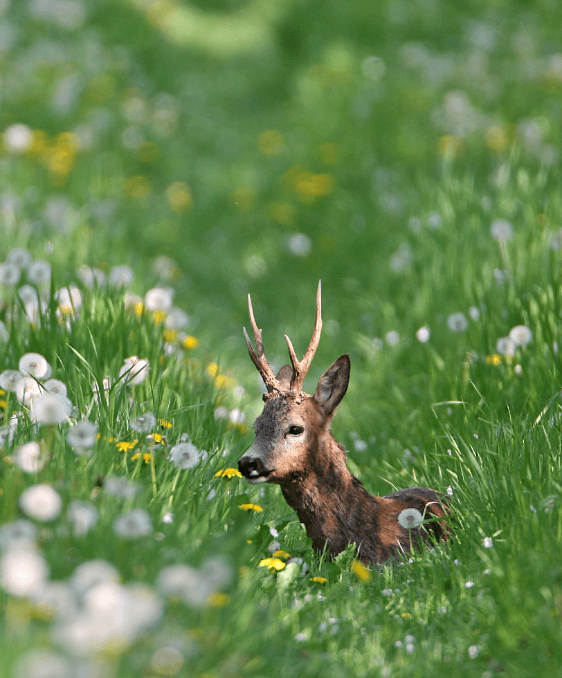 Visuel application mobile Fédération Nationale des Chasseurs - Usecase