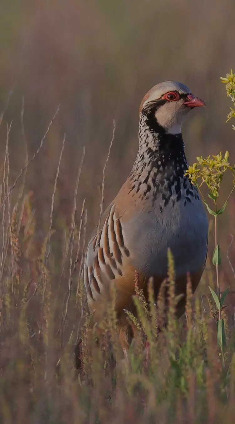 Visuel application mobile Fédération Nationale des Chasseurs - Usecase
