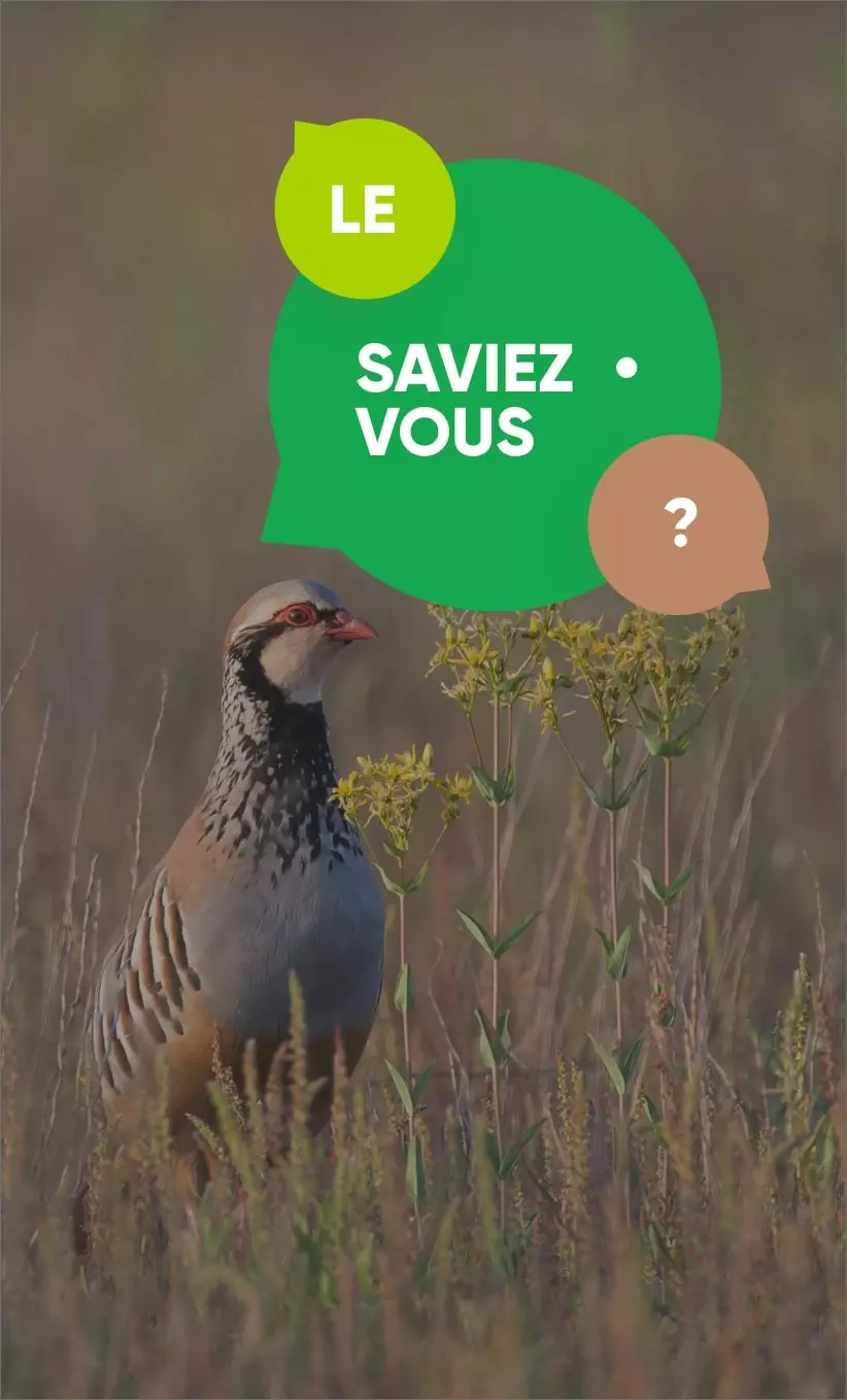 le saviez-vous chasse